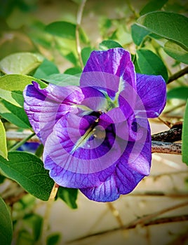 Clitoria ternatea flower of violet colour blooming in a garden.