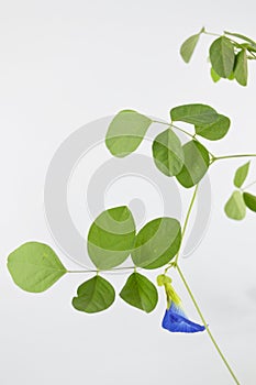 Clitoria ternatea flower on white background