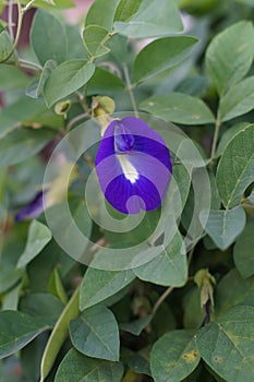 A Clitoria Ternatea flowers