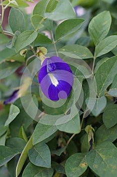 A Clitoria Ternatea flowers