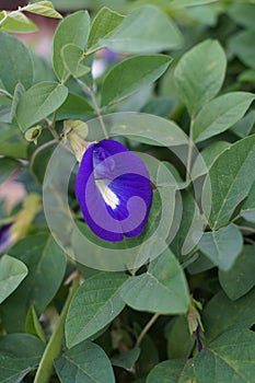 A Clitoria Ternatea flowers