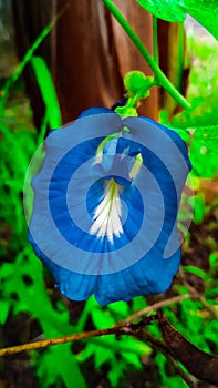 Clitoria ternatea or known in Indonesia as the Kembang Telang.