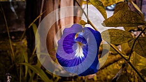 Clitoria ternatea or known in Indonesia as the Kembang Telang.