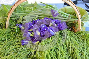 Clitoria ternatea L. flowers and Acacia pennata Leguminosae photo