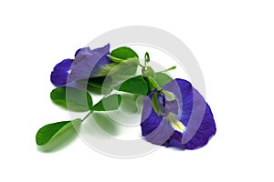 Clitoria ternatea L or Pea flower,  Butterfly Pea flowers isolate on white are Blue to purple. It is an herb that contains