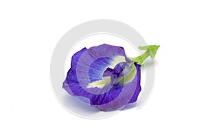 Clitoria ternatea L or Pea flower,  Butterfly Pea flowers isolate on white are Blue to purple. It is an herb that contains