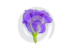 Clitoria ternatea L or Pea flower,  Butterfly Pea flowers isolate on white are Blue to purple. It is an herb that contains