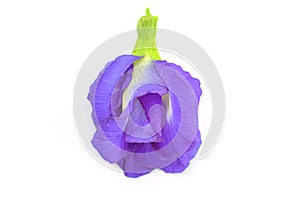 Clitoria ternatea L or Pea flower,  Butterfly Pea flowers isolate on white are Blue to purple. It is an herb that contains