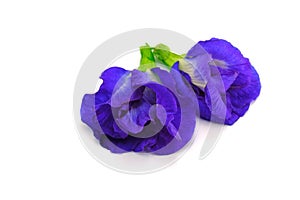 Clitoria ternatea L or Pea flower,  Butterfly Pea flowers isolate on white are Blue to purple. It is an herb that contains