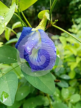 Clitoria ternatea ( Nil Katarolu Flower)