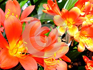 Clivia photo