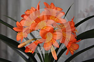 Clivia