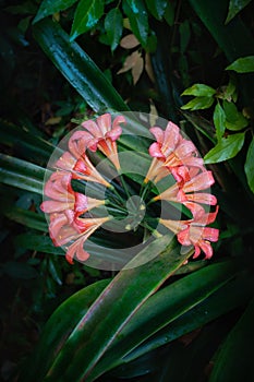 Clivia blossom on a dark background in autumn