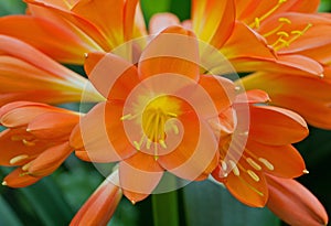 Clivia (Clivia miniata)