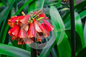 Clivia cyrtanthiflora flowers blooming