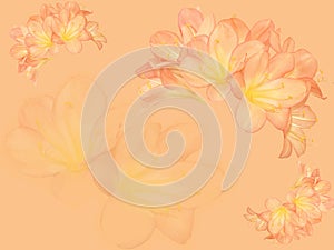 Clivia flower background