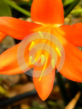 Clivia flower