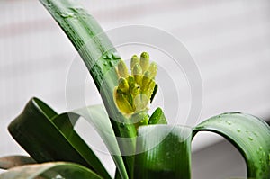 Clivia flowerbud