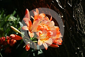 Clivia flowering with late afternoon sunlight