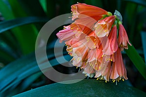 Clivia Kaffir Lily orange flowers in dark garden