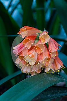 Clivia Kaffir Lily orange flowers in dark garden