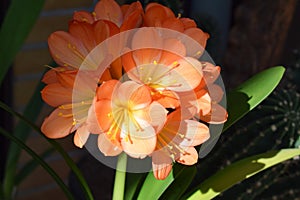 clivia lily blooming, sun and shadows on the flowers