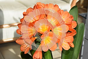 clivia lily in full bloom