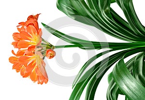 Clivia miniata