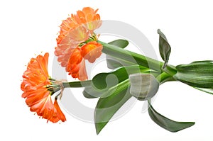 CLIVIA MINIATA