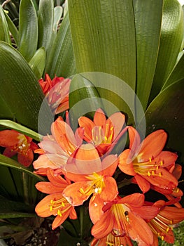 Clivia miniata in bloom