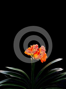 Clivia miniata, flower wallpaper