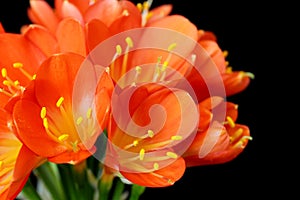 Clivia Miniata (Bush Lily) in bouquet on black