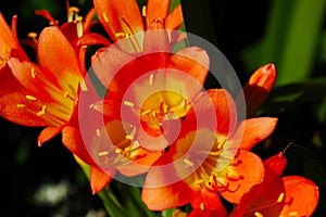 Clivia Miniata flower