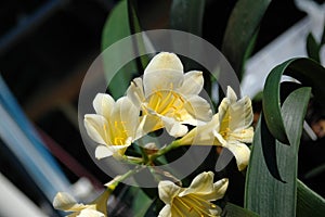 Clivia Miniata flower photo