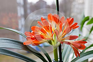 Clivia miniata flower blooming