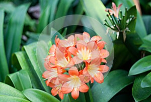 Clivia miniata Kaffir Lily