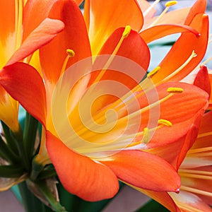 Clivia miniata, the Natal lily, bush lily, or Kaffir lily blooming. Close up of beautiful flower petals