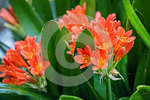 Clivia miniata, the Natal lily or Bush lily. Close up of flower Clivia miniata