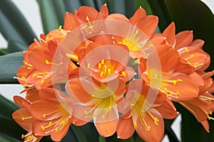 Clivia miniata orange ornamental tropical flower, bunch of flowers