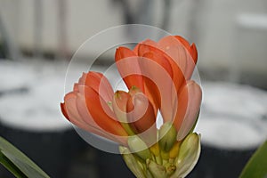 clivia miniata starting to bloom photo