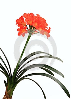 Clivia miniata on white