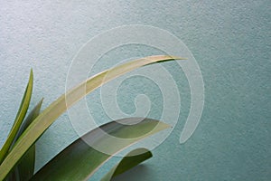 Clivia office plant leaves on green texture background