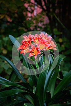 Clivia plant blossoms on a dark background