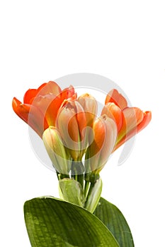 Clivia