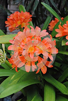 Clivias