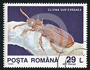 Clivina subterranea