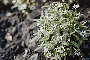 Cloae-up leaf texture. Leaf texture background