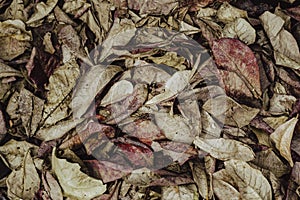 Cloae-up leaf texture. Leaf texture background