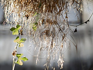 Cloae-up leaf texture. Leaf texture background