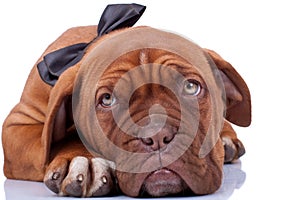 Cloaseup of a french mastiff